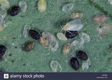 Whitefly larvae pupae parasitised by a parasitoid wasp Encarsia formosa Stock Photo: 277719744 ...