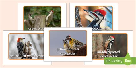 Woodpeckers Photo Pack (teacher made) - Twinkl