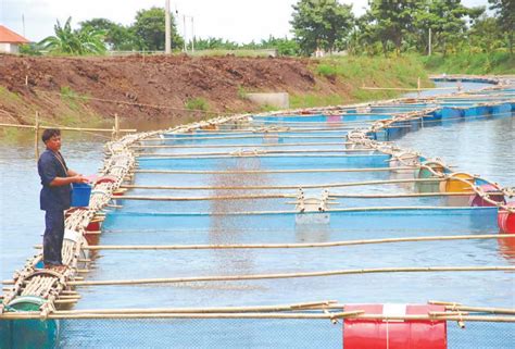 How to Start Polyculture Fish Farming In India: Composite Fish Culture ...