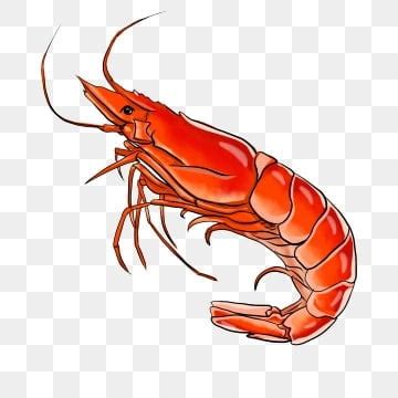 Prawn PNG Transparent Images Free Download | Vector Files | Pngtree