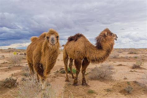 The Kyzylkum Desert - WorldAtlas