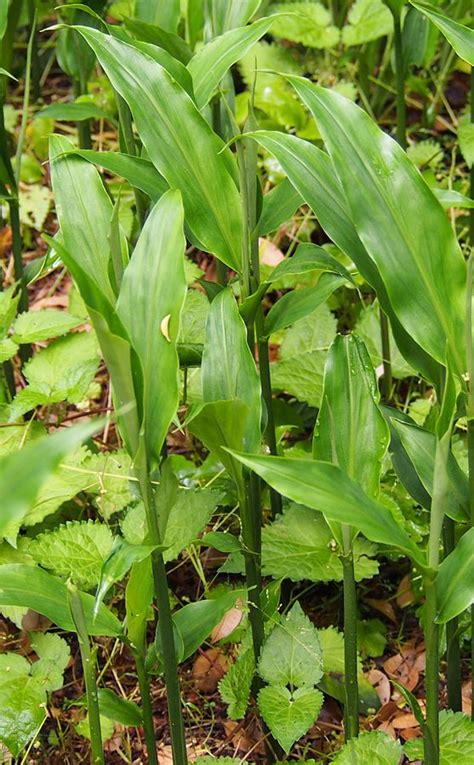 Mioga Japanese Ginger Plant Zingiber For Sale - Florida Hill Nursery