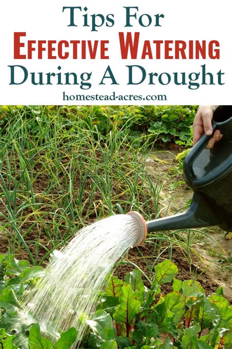 How To Water A Vegetable Garden During A Drought - Homestead Acres