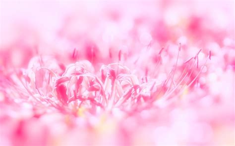 Pink Flower Backgrounds (59+ images)