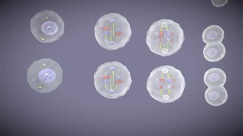 Meiosis 3d Animation - 3D model by Naveen Manja (@naveen) [1772cb6] - Sketchfab