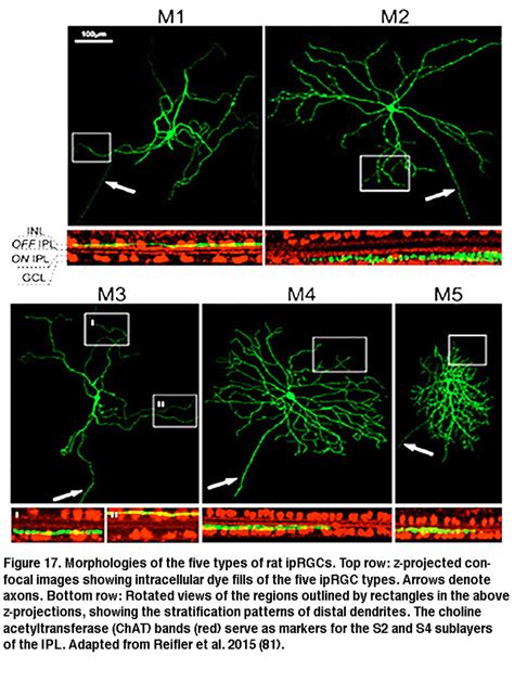 Melanopsin-expressing, Intrinsically Photosensitive Retinal Ganglion Cells (ipRGCs) by Dustin M ...