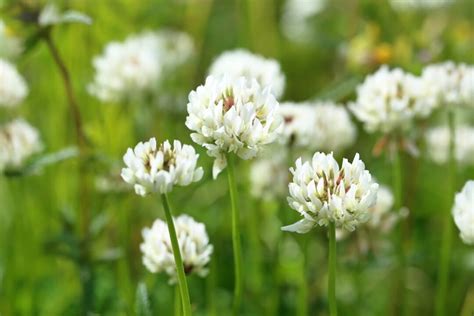 All About White Clover - Minneopa Orchards