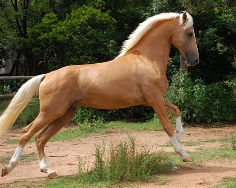 Napoleon - Palomino part Saddlebred Stallion | South Africa | Paula van ...