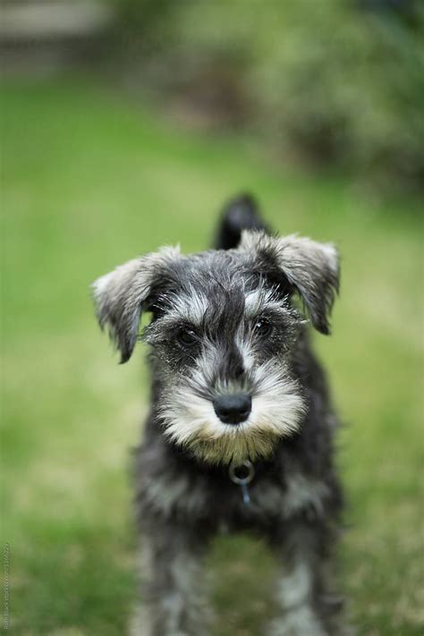 26 Top Images Black Schnauzer Puppy Melbourne / Discover Miniature Schnauzer Black Haircuts ...