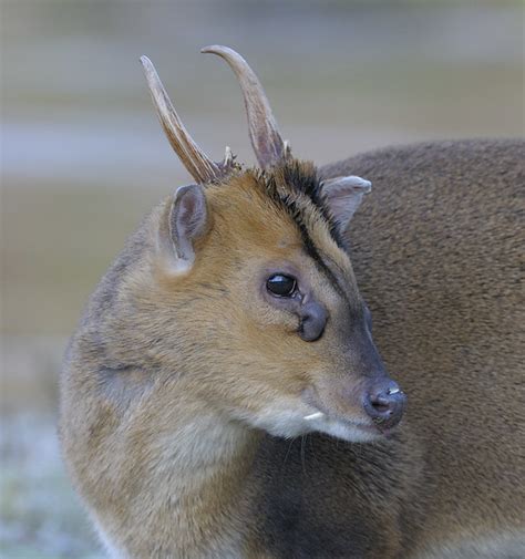 Muntjac Deer. | Male Muntjac showing the glands under the ey… | Flickr