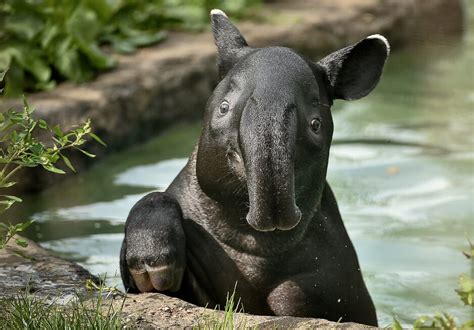 National animal of Belize | Interesting facts about Tapir