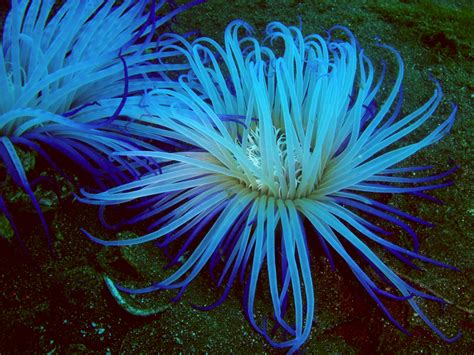 Displaying 16> Images For - Blue Sea Anemone... | Sea anemone, Ocean ...