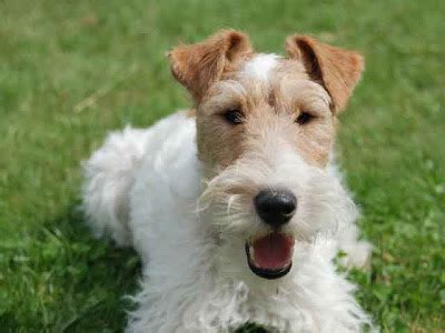 About Dog Wire Fox Terrier: Training Your Wire Fox Terrier to Listen to You