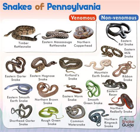 List of Common Venomous and Non-venomous Snakes in Pennsylvania with Pictures