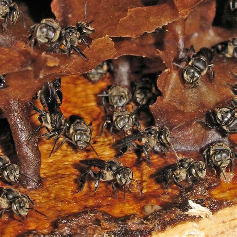 Stingless Bees | Discover Pollinators