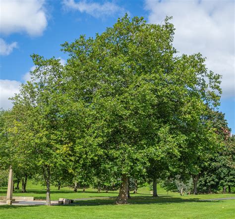 London Plane Tree – Mount Salem Christian School