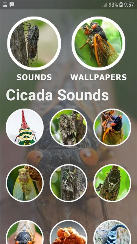 Descargar Cicada Sounds and Wallpapers en PC | GameLoop Oficial