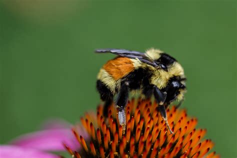 Best Of orange belted bumblebee nest Bumblebee belted ternarius