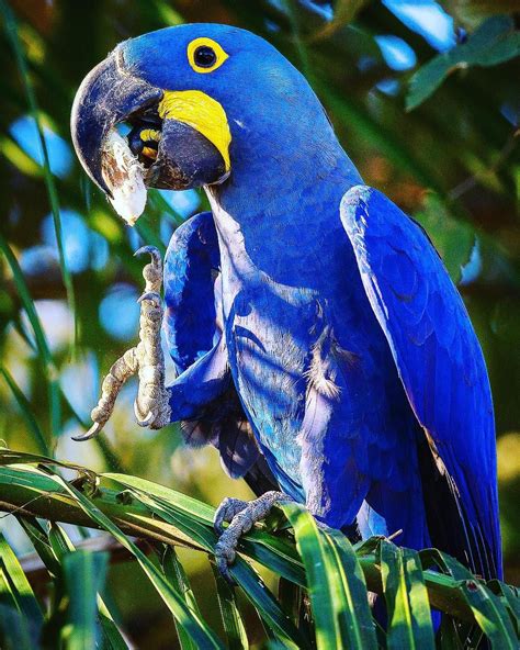 HYACINTH MACAW The largest Macaw in the world, with the strongest peak ...