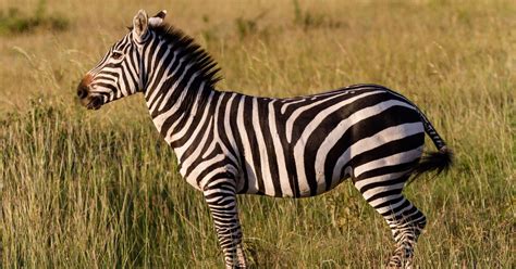 We learnt why zebras have stripes by draping horses in striped coats