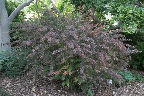 Berberis thunbergii 'Atropurpurea' - Boething Treeland Farms