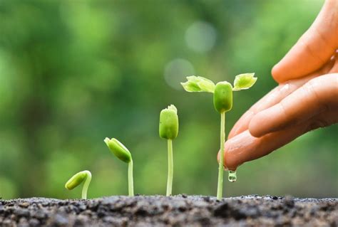 Watering seedlings Stock Photo free download