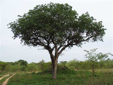 Wild Facts Sabi Sabi Private Game Reserve | The Marula Tree