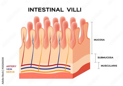 Intestinal villi anatomy, small intestine lining. Stock Vector | Adobe ...