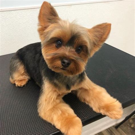 Yorkie Haircuts: Which is Best For My Pup? - K9 Web