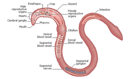 Reproduction and Development - The Earthworm Resource