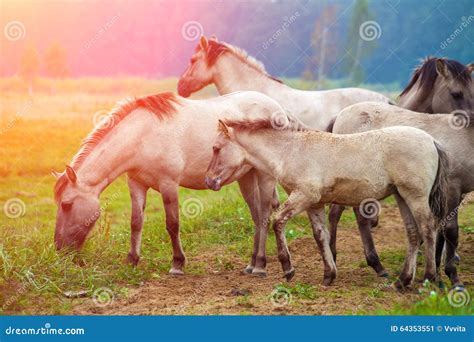 Herd of wild horses stock image. Image of countryside - 64353551