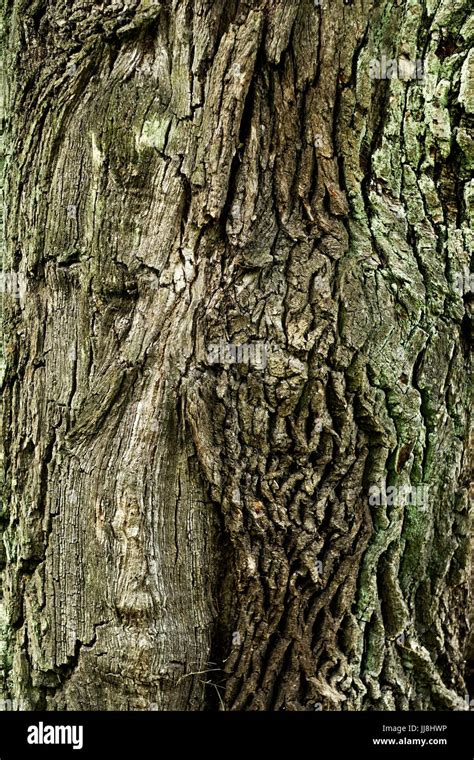 dry tree bark texture background Stock Photo - Alamy
