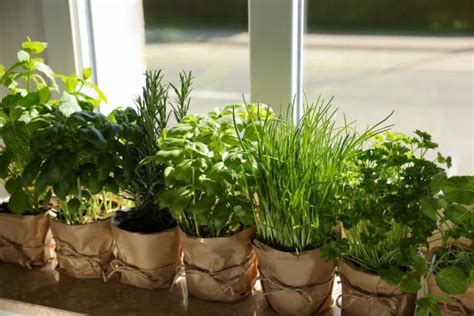 Herbs That You Can Grow Indoors | HGTV