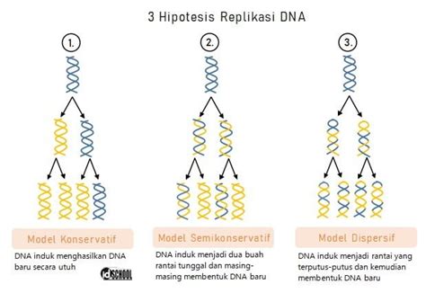 Pasangan Yang Benar Antara Model Replikasi Dna Beserta Penjelasannya Adalah - Homecare24