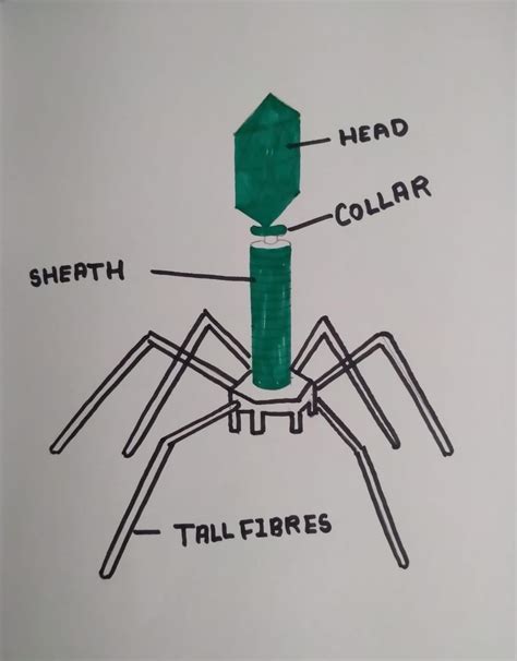 CBSE Diagrams for Class 11 Biology Important for Exams