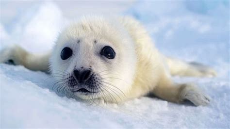 Extraordinary Earth: Here's how harp seal pups rely on ice floes in ...