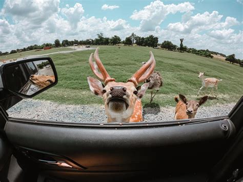 Our Wild Day at Tennessee Safari Park » Our Wild Wanderers