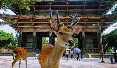 Spend an Afternoon with Bowing Deer at Nara Park | Japan Cheapo