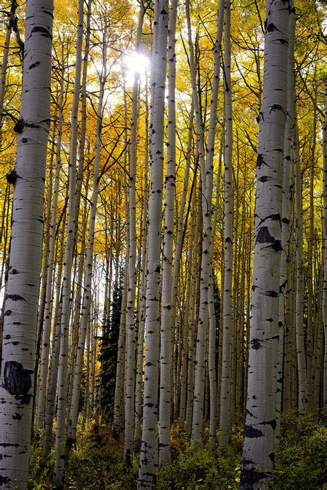 Sunshine Through Aspen Trees Photograph by Rendell B - Fine Art America