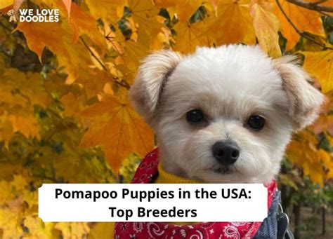 Pomapoo Puppies in the USA: Top 6 Breeders! (2024) - We Love Doodles