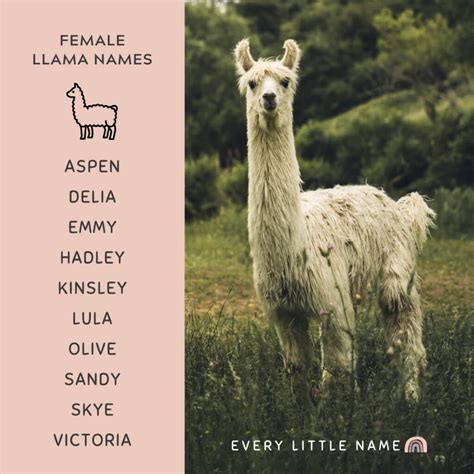 220+ Best Llama Names (Adorable, Funny, and Cool) - Every Little Name