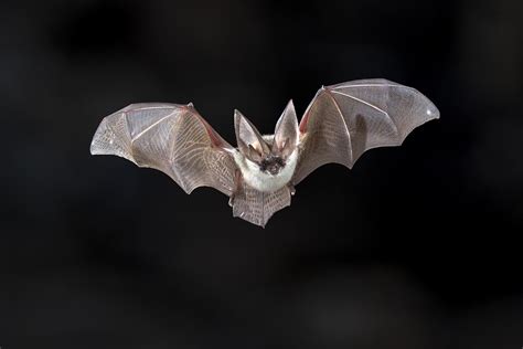 Educational Facts About the Virginia Bat | Virginia Bat Pros