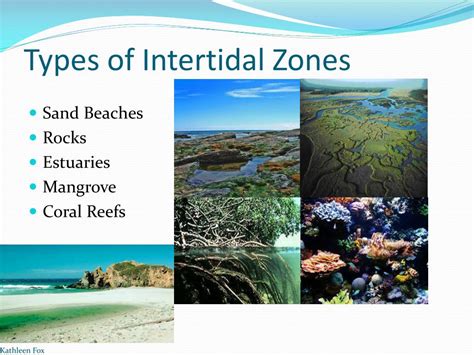 PPT - Intertidal Zone PowerPoint Presentation, free download - ID:1125220