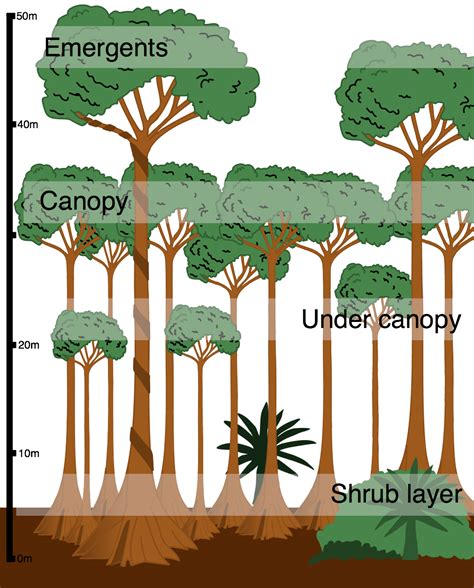 Layers in the tropical rainforest | Rainforest trees, Tropical ...