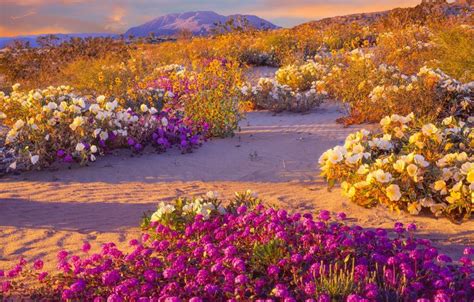 Spectacular 'Super Bloom' Is Just Days Away In This California Desert ...