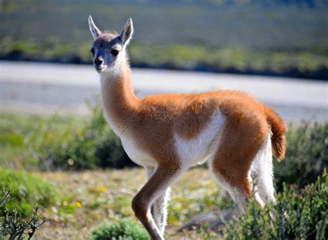 Wildlife in Patagonia by Mark Eban | Miraviva