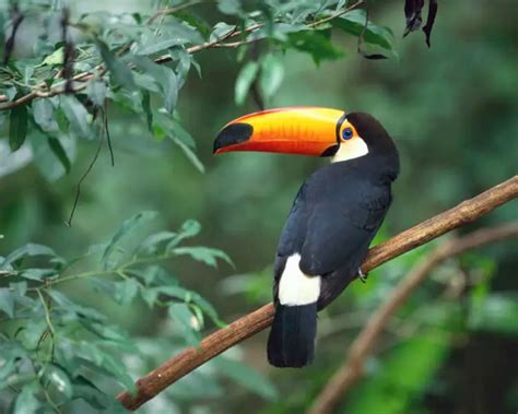 Toco Toucan - Facts, Diet, Habitat & Pictures on Animalia.bio