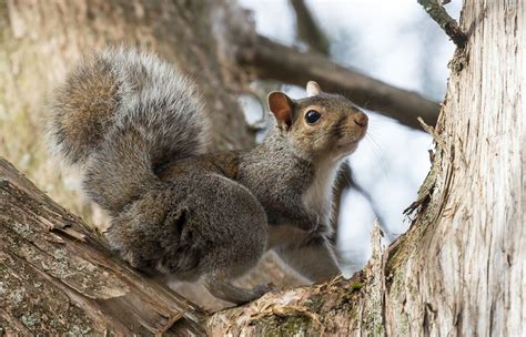 Eastern Grey Squirrel - WildlifeNYC