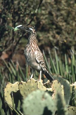 South Texas Wildlife Management Areas