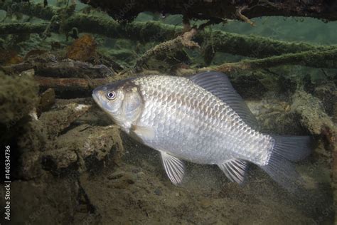 Freshwater fish Silver crucian carp (Carassius auratus) in the beautiful clean pound. Underwater ...